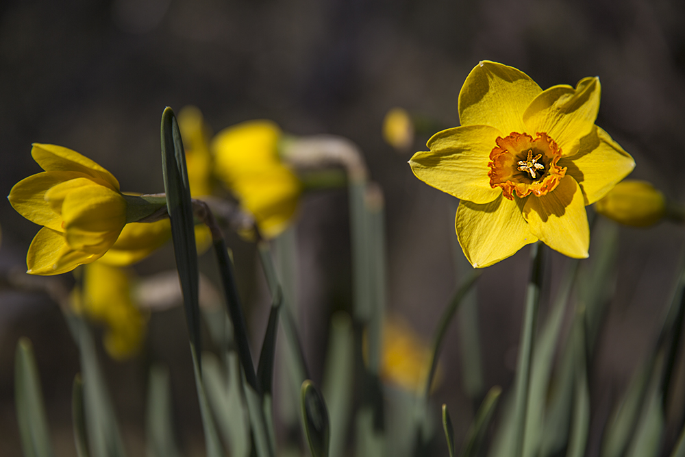 IMAGE: http://brakel.com.au/temp/flower.jpg