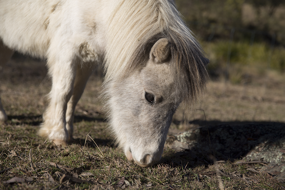 IMAGE: http://brakel.com.au/temp/p1.jpg