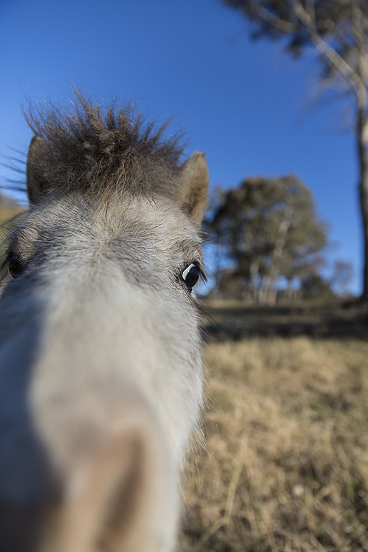 IMAGE: http://brakel.com.au/temp/p11.jpg