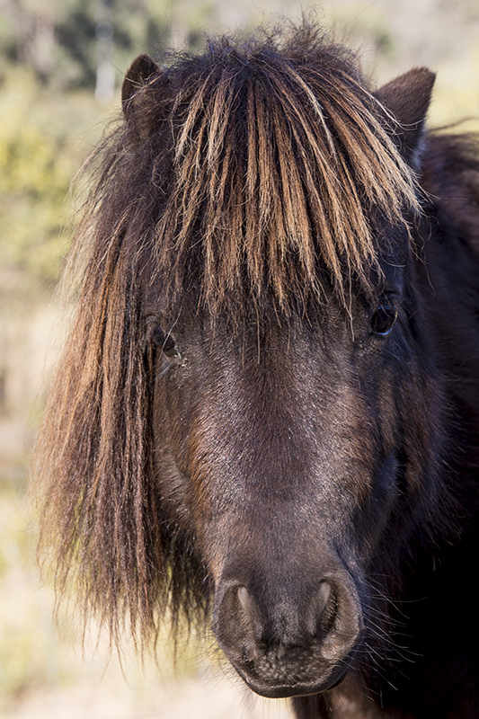 IMAGE: http://brakel.com.au/temp/p2.jpg